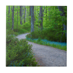 Azulejo Estados Unidos, Michigan. Ruta A Través Del Bosque