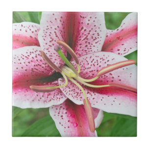 Azulejo Estados Unidos, Washington, Bellevue, Lily