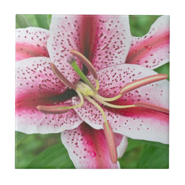 Azulejo Estados Unidos, Washington, Bellevue, Lily (Frente)