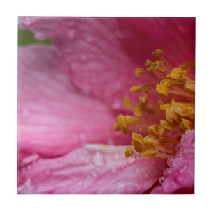 Azulejo Estambres de flores de camellia rosa