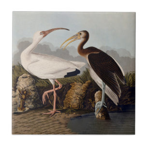 Azulejo Estampa Clásica de Pájaro Ibis Blanco de John Jame