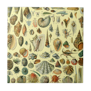 Azulejo Estampa vintage de conchas de Adolphe Millot Coste