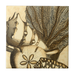 Azulejo Estantes neutrales y recolección de corales