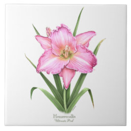 Azulejo Estilo de Arte Botánico de Hemerocallis Rosa