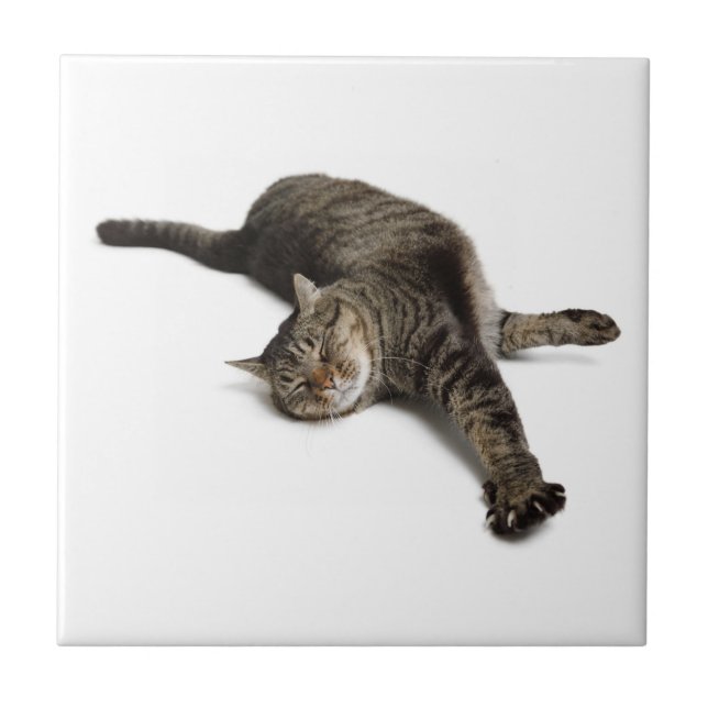 Azulejo Estiramiento de gatos perezosos (Frente)