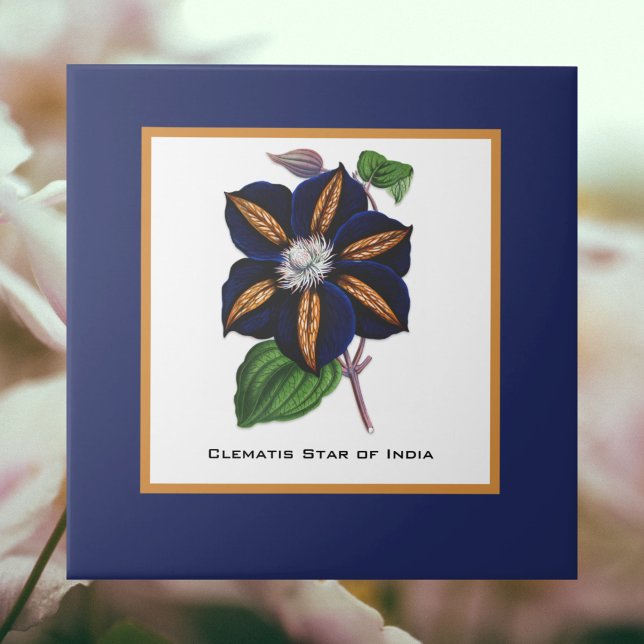 Azulejo Estrella Clematis del Ilustracion Botánico de la I (Subido por el creador)