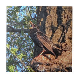 Azulejo Estrella de Cerámica de Ave