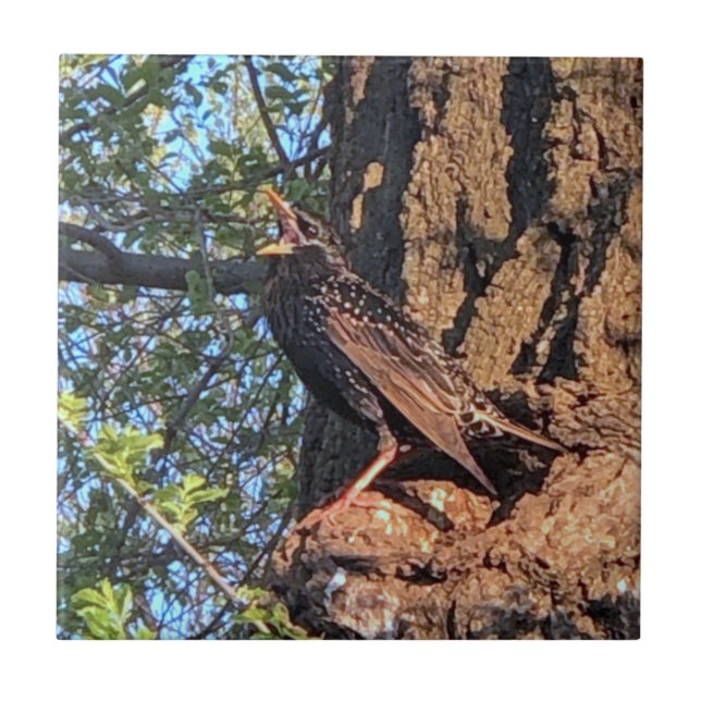 Azulejo Estrella de Cerámica de Ave (Frente)