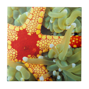 Azulejo Estrella de mar roja y amarilla