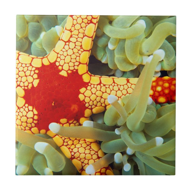 Azulejo Estrella de mar roja y amarilla (Frente)