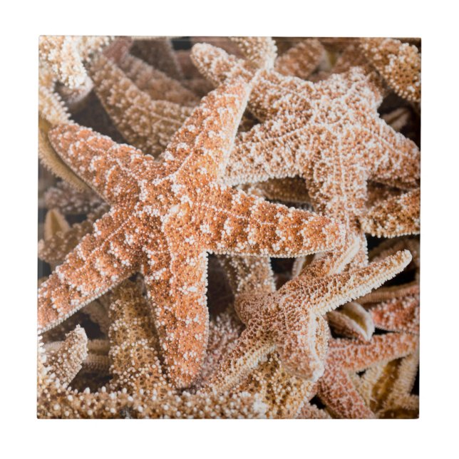 Azulejo Estrellas de mar del azúcar (Frente)