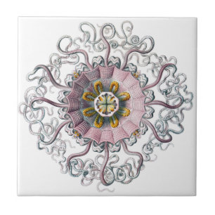 Azulejo Estrellas de mar rosadas