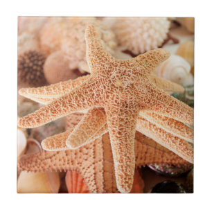 Azulejo Estrellas de mar secas vendidas como souvenirs 2