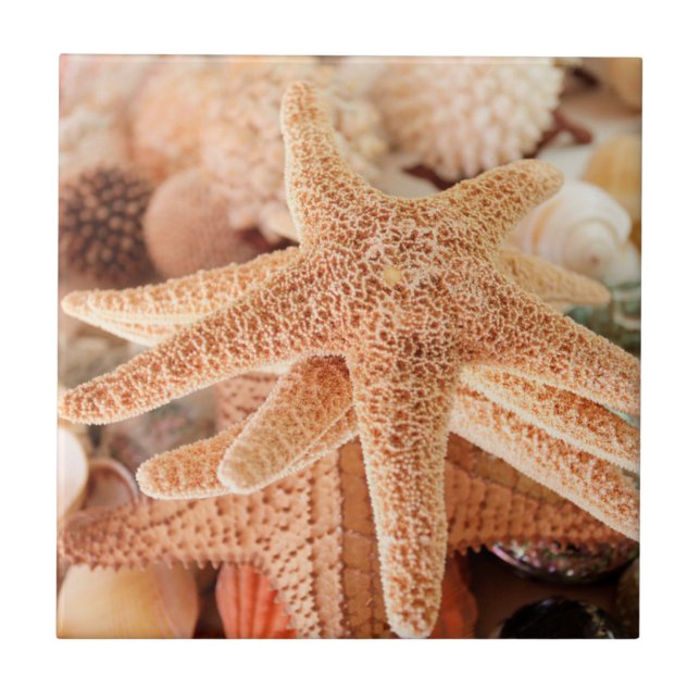 Azulejo Estrellas de mar secas vendidas como souvenirs 2 (Frente)