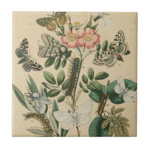 Azulejo Etapas de la vida de mariposas por Vision Studio