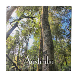 Azulejo Eucaliptus Gum Trees de la selva tropical australi