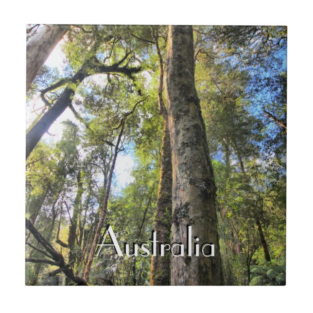 Azulejo Eucaliptus Gum Trees de la selva tropical australi (Frente)
