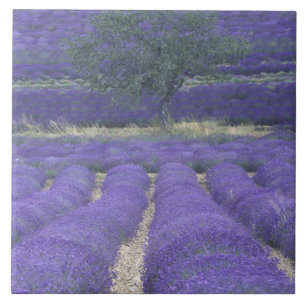 Azulejo Europa, Francia, Provenza, Sault, Campos Lavender 