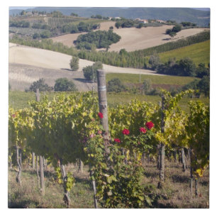 Azulejo Europa, Italia, Umbría, cerca de Montefalco, Viñed
