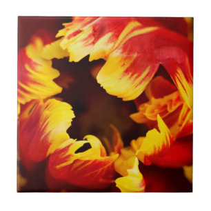 Azulejo Europa, Países Bajos, Lisse. Tuleta de loro