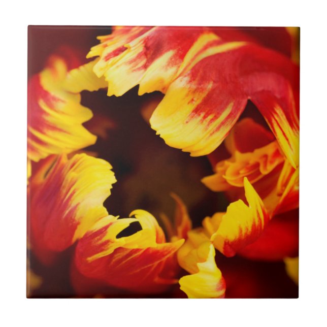 Azulejo Europa, Países Bajos, Lisse. Tuleta de loro (Frente)