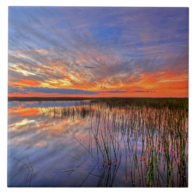 Azulejo Everglades Coloridos, Florida, (Frente)