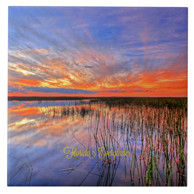 Azulejo Everglades de Florida, panorama panorámico, (Frente)
