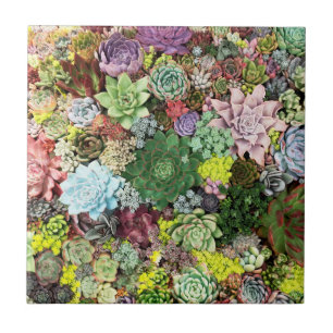 Azulejo Éxitos coloridos