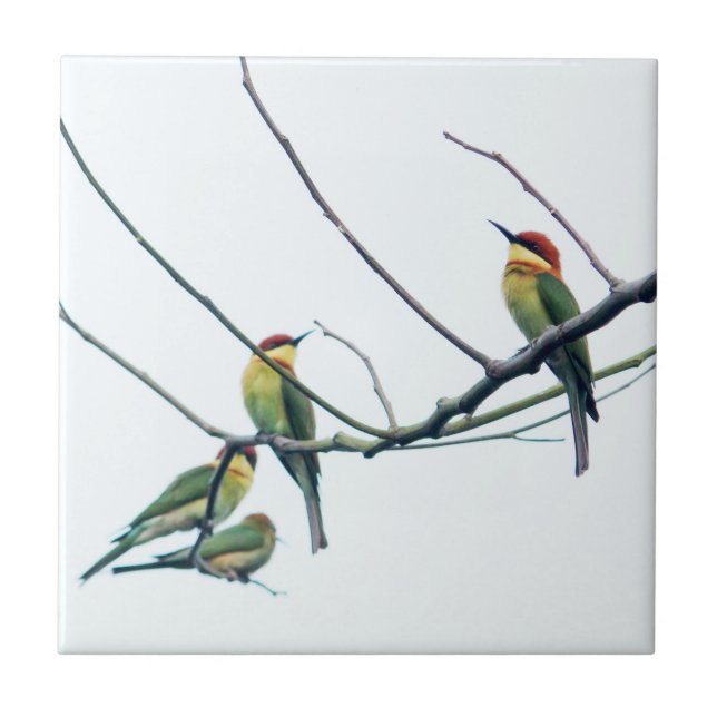 Azulejo Exotic Indian kerala Bee-Eater Birds on Branch (Frente)