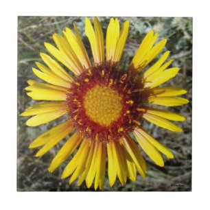 Azulejo F1 Flor silvestre amarilla Gaillardia