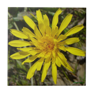 Azulejo F21 Flor Amarilla Silvestre Crepis de Hojas Estrec