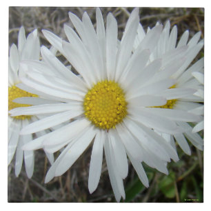 Azulejo F42 Aster suave de flores silvestres blancas