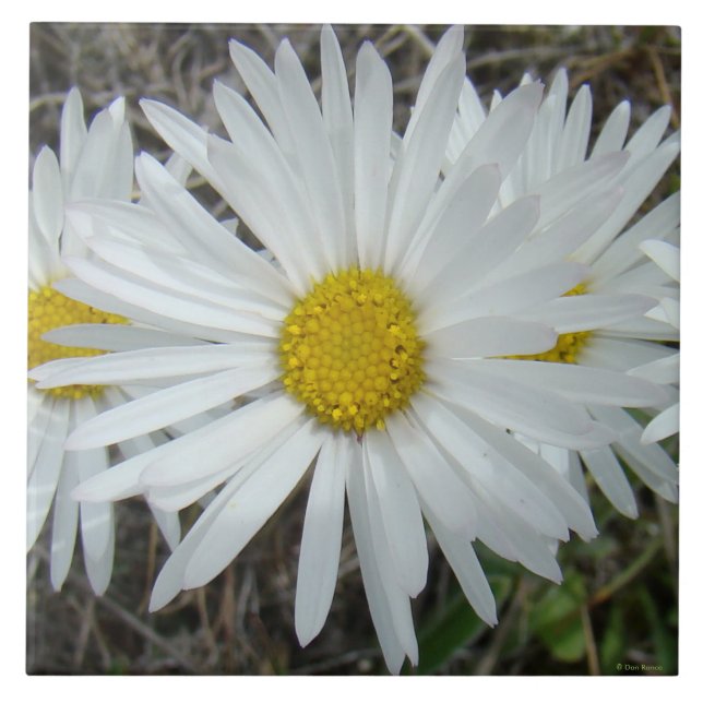 Azulejo F42 Aster suave de flores silvestres blancas (Frente)