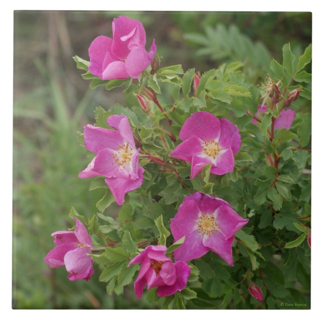 Azulejo F46 Rosas silvestres (Frente)