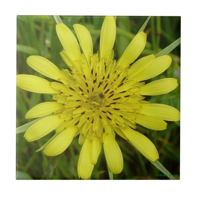 Azulejo F9 Yellow Wildflower Goats-Beard (Frente)