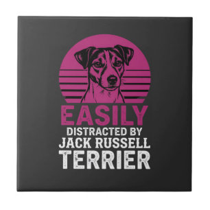 Azulejo Fácilmente Distraído Por Jack Russell Terrier