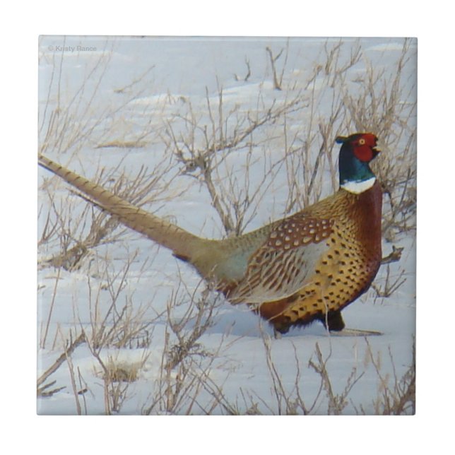 Azulejo Faisán Anillo-necked B22 en nieve (Frente)