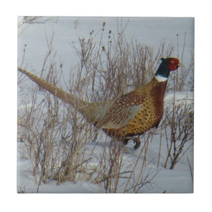 Azulejo Faisán Anillo-necked B23 en nieve