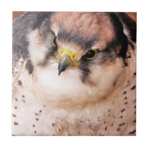 AZULEJO FALCON