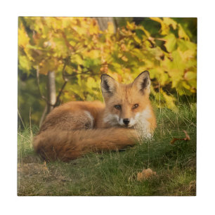 Azulejo Fall Fox