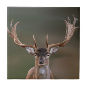 Azulejo Fallow Deer te está juzgando
