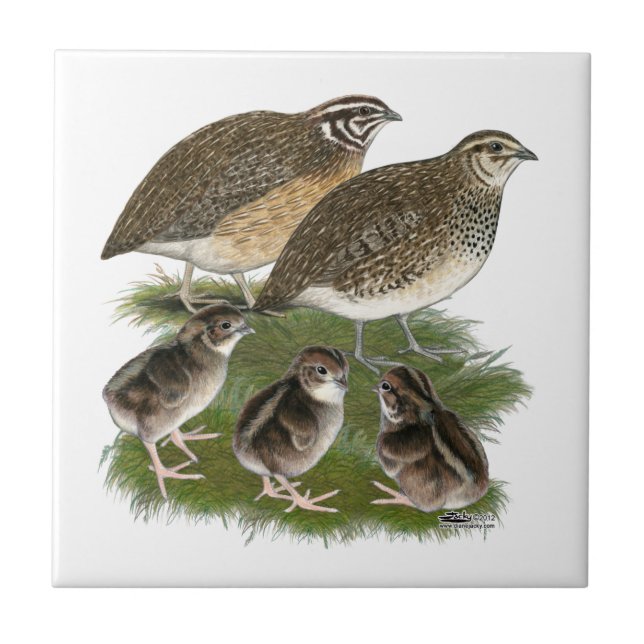 Azulejo Familia de codornices Coturnix (Frente)