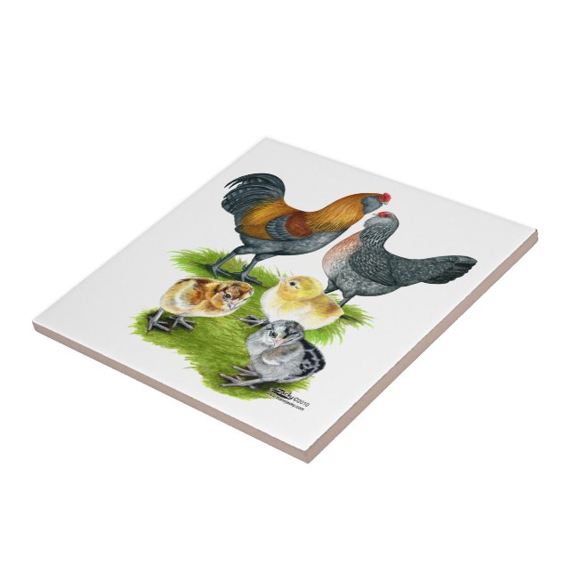 Azulejo Familia de gallinas Ameraucana (Lado)