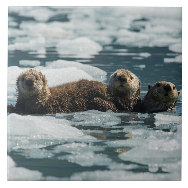 Azulejo Familia de la nutria de mar (Frente)