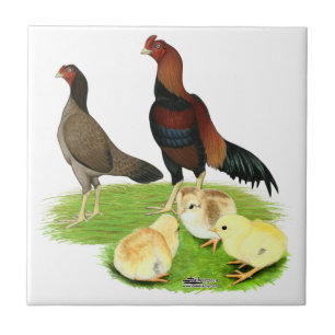 Azulejo Familia de pollo Aseel Wheaten