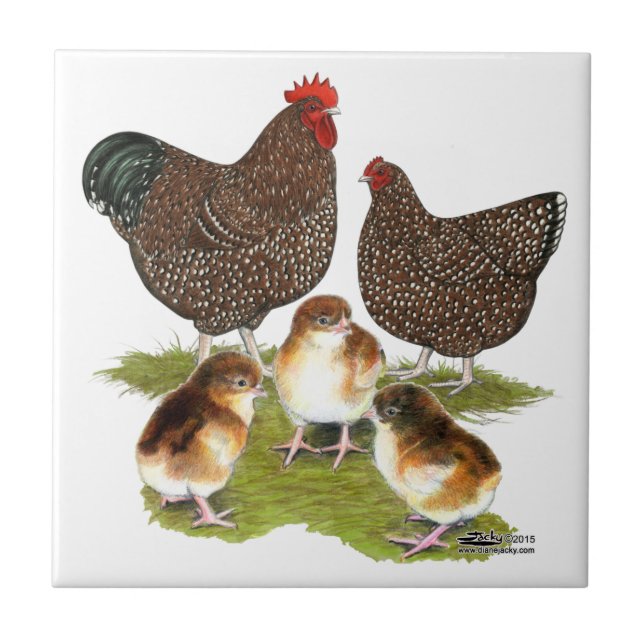 Azulejo Familia de pollos Orpington Jubilee (Frente)