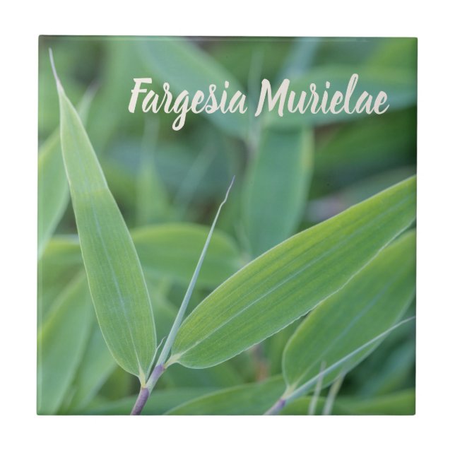 Azulejo Fargesia murielae Bamboo planta para el regalo de  (Frente)