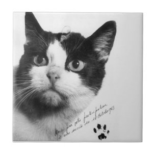 Azulejo Félicette: El primer gato en el espacio