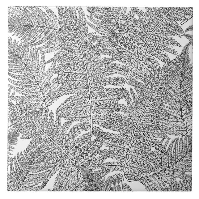Azulejo Fern en blanco y negro (Frente)