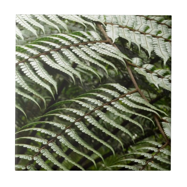 Azulejo Fern Fronds II Naturaleza verde oscura (Frente)